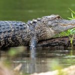 gator-on-a-log-fort-worth-nature-center-facebook