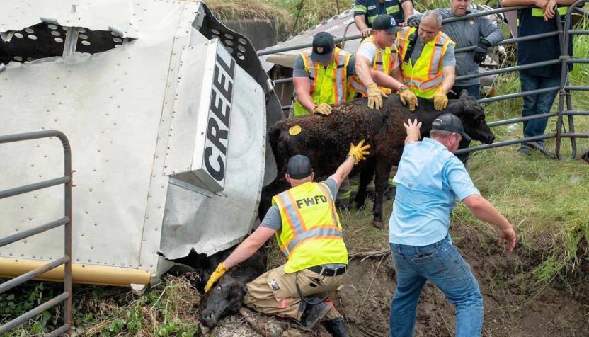 trapped-cattle-glen-ellman-fwfd-facebook