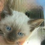 rabid-kitten-wichita-falls-animal-control