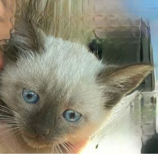 rabid-kitten-wichita-falls-animal-control