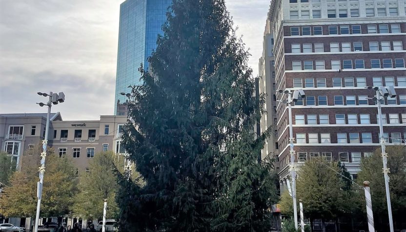 christmas-tree-in-sundance-square-mm