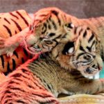 tiger-cubs-dallas-zoo-facebook