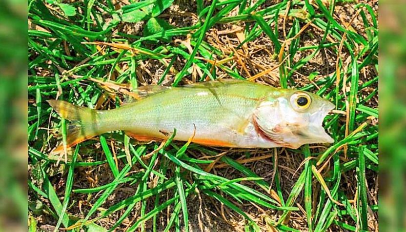 fish-falling-from-sky-city-of-texarkana-facebook