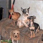 dogs-rescued-in-hunt-county-spca-2