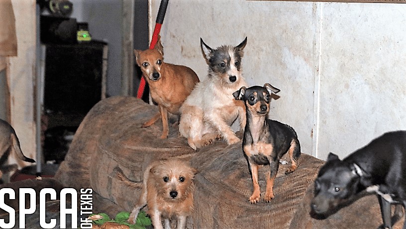 dogs-rescued-in-hunt-county-spca-2