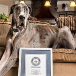 zeus-largest-dog-guiness-world-record-facebook