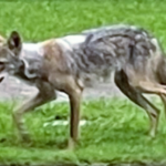 coyote