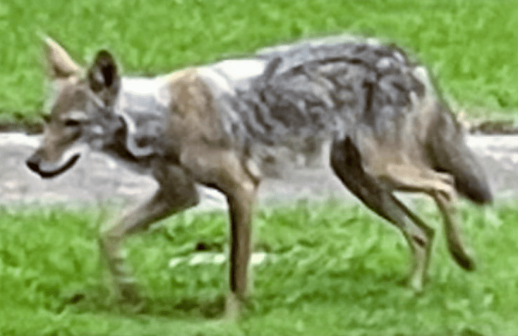 coyote