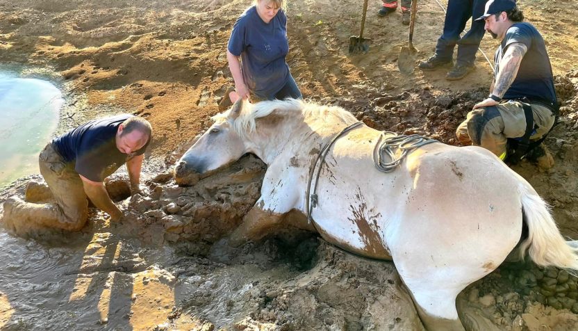 horse-stuck-in-mud-denton-county-fire-facebook