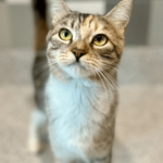 lucy-hsnt22-832-png