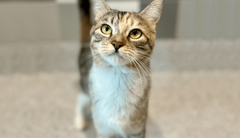 lucy-hsnt22-832-png