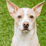 bugsy-hsnt23-png