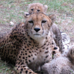 fossil-rim-cheetahs-832
