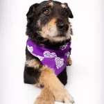 samson-hsnt25-png