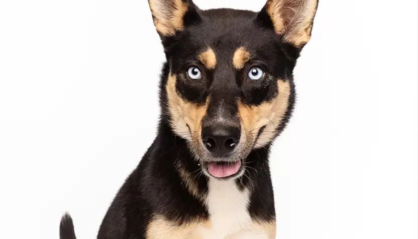 hazel-hsnt25-png