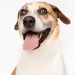 cooper-hsnt25-832-png