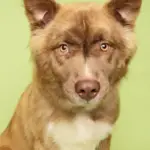 shep-hsnt25-832-png