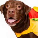 hershey-hsnt25-832-png