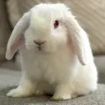 floppy-hsnt25-832-png