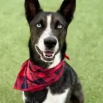 smokey-hsnt25-832-png