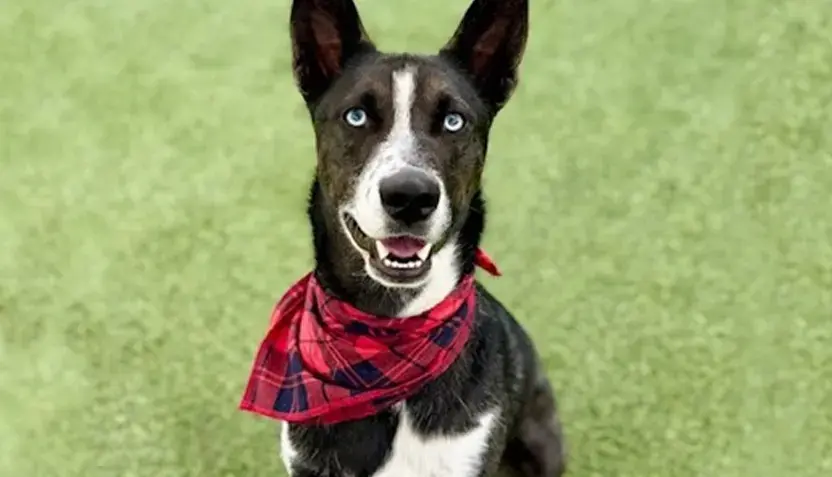 smokey-hsnt25-832-png