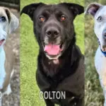 banjo-colton-blue-hsnt25-832-png