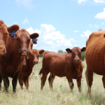 cattle_700x400-150x150-png-9