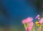 flowers-1835619_1280