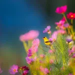 flowers-1835619_1280-jpg