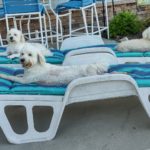 A Dog: Susan's Trio