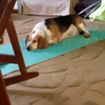 Chester: Eric's Doggie