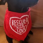 Melissa: Rescued With Love