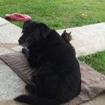 Saber and Trouble: Janet's Dog and Cat