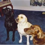 Doobie, Reese, & Hershey: Steve's Three 