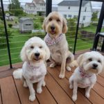 Triple Cuteness!: Susan's Trio