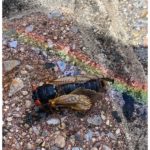 1Rainbow: Cicada sings The Rainbow Connection