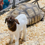 30 Year Old Turtle and Baby GOAT