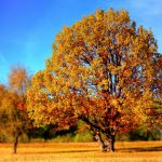 yellow-leaf-trees-70648