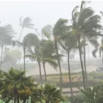 Palm trees blowing in the wind and rain as a hurricane approaches a tropical island coastline