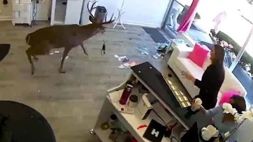 deer-crashes-into-lake-ronkonkoma-hair-salon