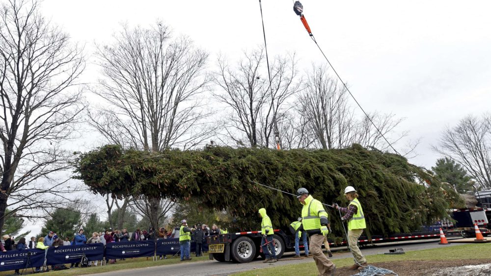 2019-rockefeller-center-christmas-tree-cutting-in-florida-ny