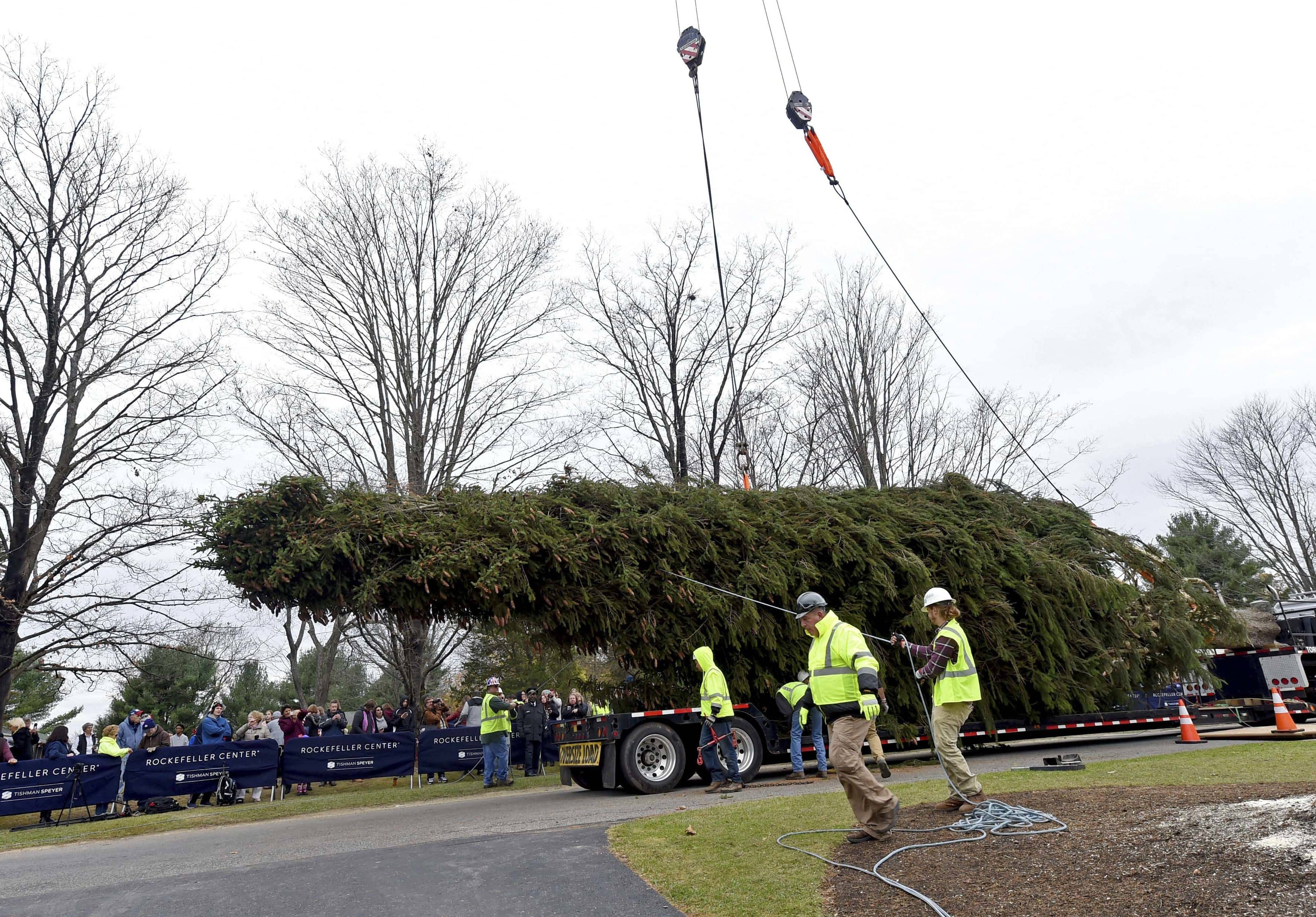 2019-rockefeller-center-christmas-tree-cutting-in-florida-ny