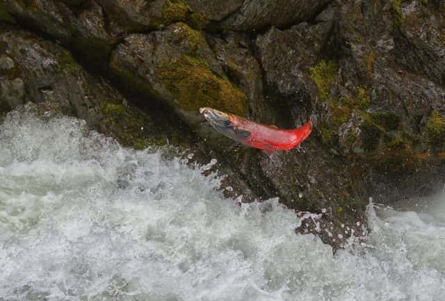 Olympic National Park announces limited fishing openingMyClallamCounty ...