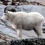 mountain_goat