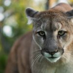 istock_4319_cougar