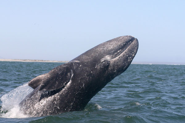 gray-whale