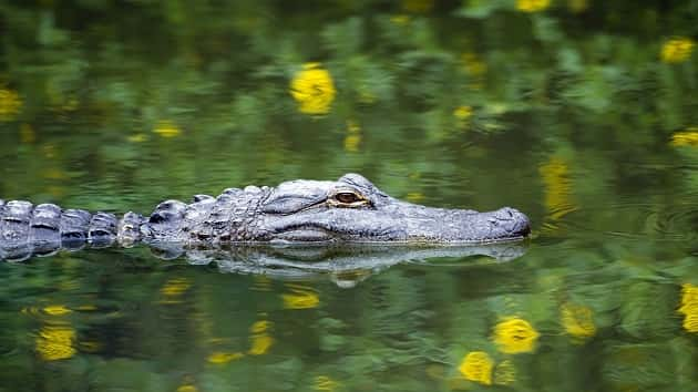 istock_071019_alligator-2