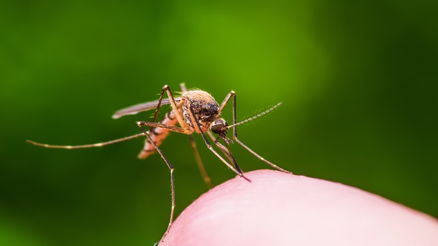 istock_071919_mosquito