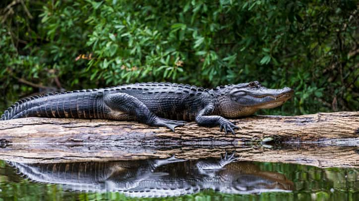 istock_072319_alligators