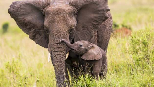 istock_81219_elephants